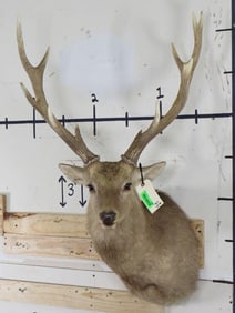 XL 11-Point SIKA DEER Shoulder Mount
