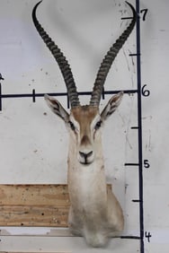 GRANT'S GAZELLE Shoulder Mount
