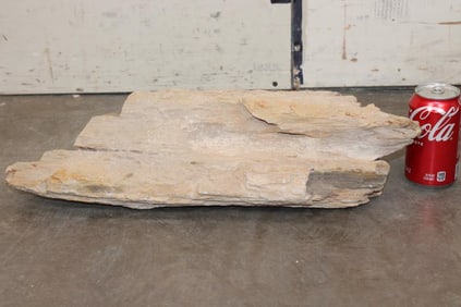 PETRIFIED FOSSILIZED Wood Log Specimen