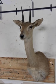 ORIBI Shoulder Mount