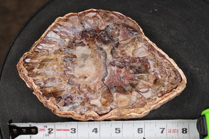 Hand Polished PETRIFIED WOOD Slice From Madagascar