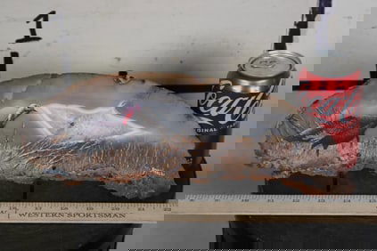 Original Turkey Painting Signed by artist Anton Znanieki on a Brazilian AGATE and Clear QUARTZ Slice
