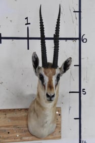 THOMSON'S GAZELLE Shoulder Mount