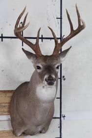 11-Point WHITETAIL DEER Shoulder Mount