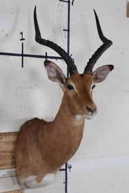 IMPALA Shoulder Mount