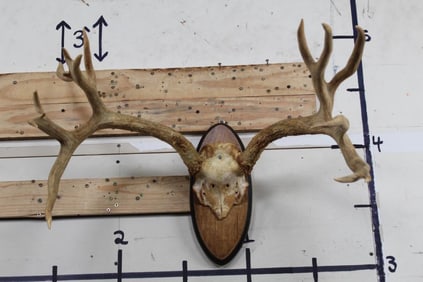 Non-Typical 15-Point MULE DEER Antler Rack on a Wooden Plaque