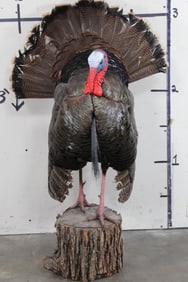 Life-sized Strutting TURKEY on Real Wood Stump Base
