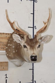 AXIS DEER Shoulder Mount