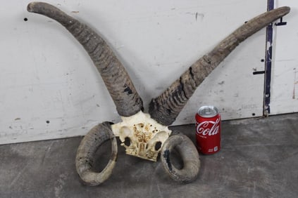 Multi-Horned (4) JACOB SHEEP Skull Cap
