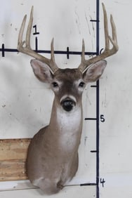 9-Point WHITETAIL DEER Shoulder Mount