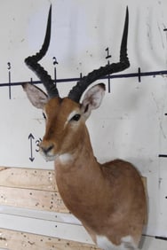 IMPALA Shoulder Mount