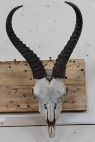 SPRINGBOK Skull with All its Teeth