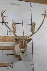 CARIBOU Shoulder Mount