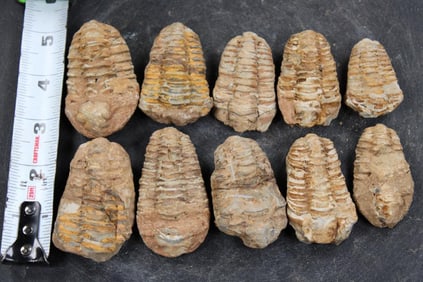 10 TRILOBITE Fossils From Morocco (ONE$)