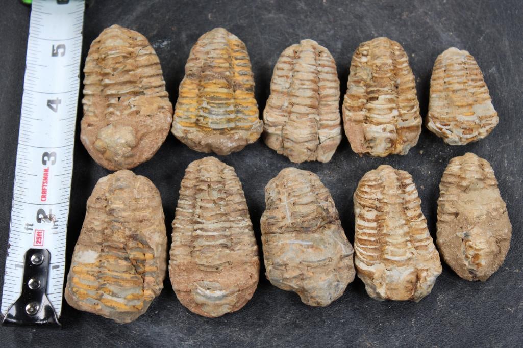 10 TRILOBITE Fossils From Morocco (ONE$) (1 of 7)