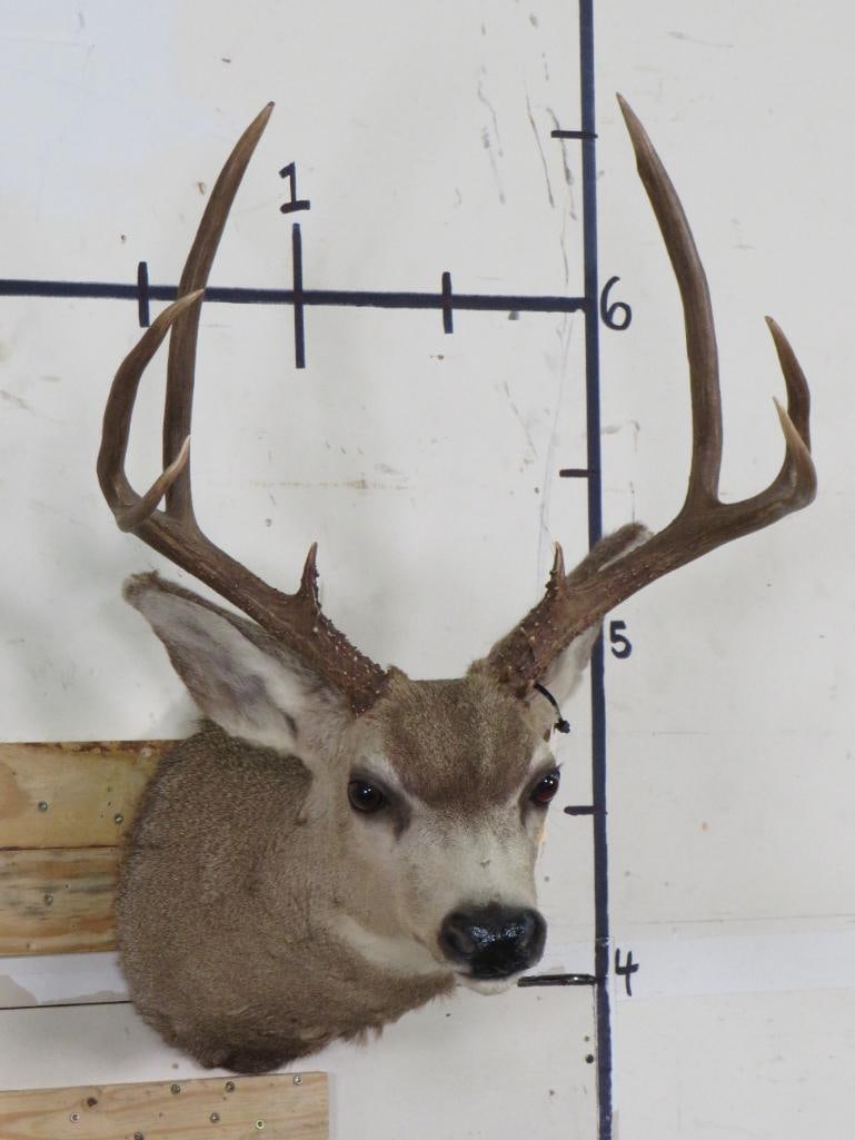 MULE DEER Shoulder Mount (1 of 11)