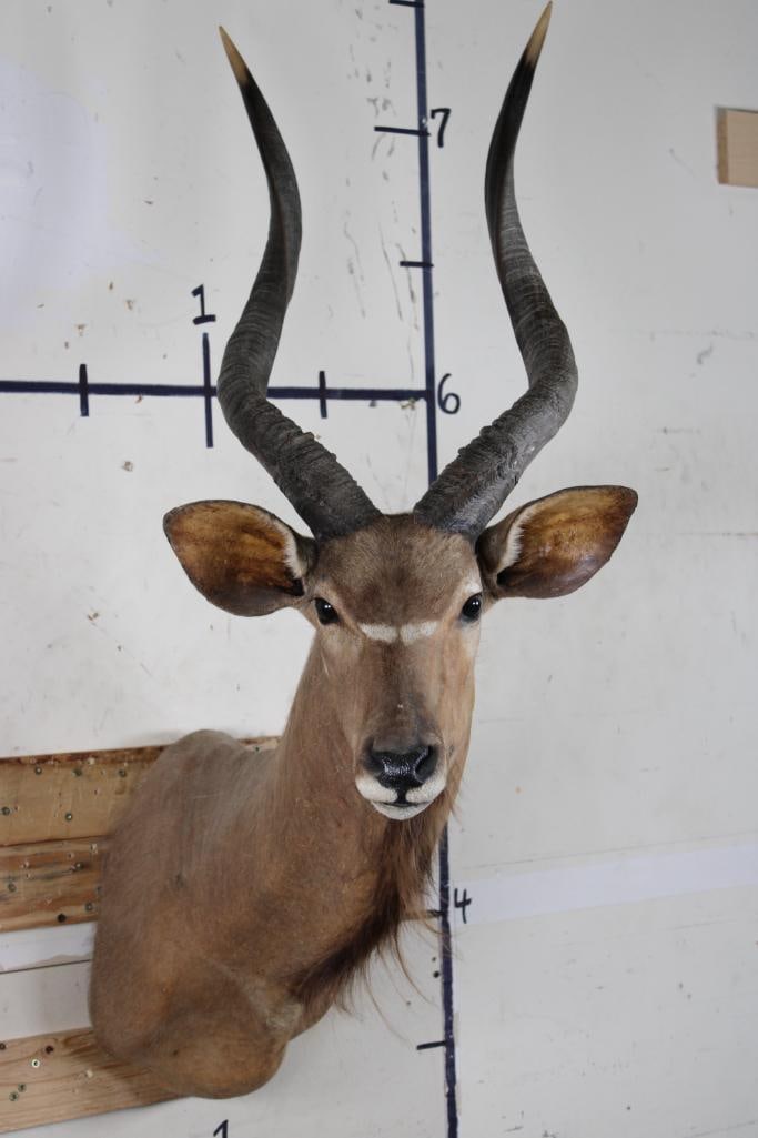 NYALA Shoulder Mount (1 of 11)