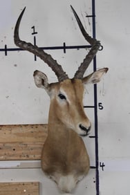 IMPALA Shoulder Mount