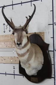 PRONGHORN Shoulder Mount on a Wooden Plaque
