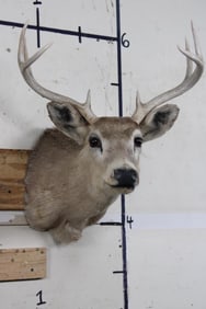 8-Point WHITETAIL DEER Shoulder Mount