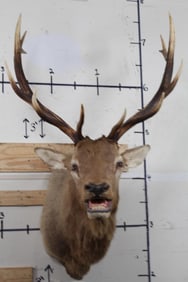 13-Point Bugling ELK Shoulder Mount
