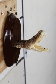 Western Diamondback RATTLESNAKE "Shoulder Mount"