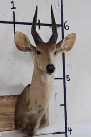 BUSHBUCK Shoulder Mount