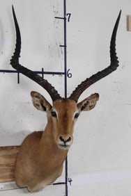 IMPALA Shoulder Mount