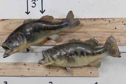 2 Older Real Skin BASS Fish Mounts (ONE$)