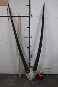 XL GEMSBOK Horns on a Skull Cap