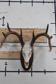 8-Point WHITETAIL DEER Skull on a Wooden Plaque