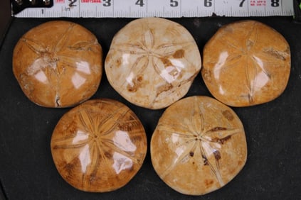 5 SEA URCHIN Fossils (ONE$)
