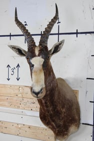 BLESBOK Shoulder Mount