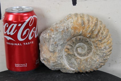 AMMONITE Fossil From Madagascar