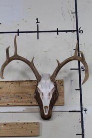 8-Point WHITETAIL DEER Skull on a Wooden Plaque