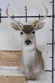 6-Point WHITETAIL DEER Shoulder Mount