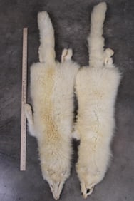 2 ARCTIC FOX Hides/Pelts/Furs