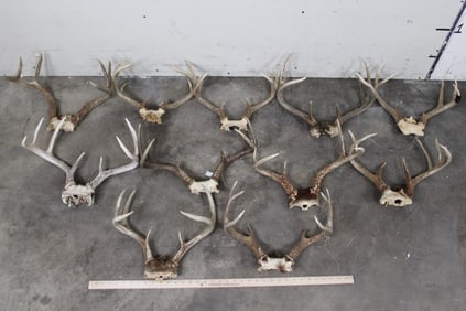 11 WHITETAIL DEER Antler Racks on Skull Caps (ONE$)