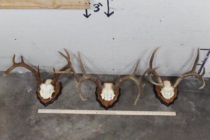 3 WHITETAIL DEER Antler Racks on Matching Wooden Plaques (ONE$)