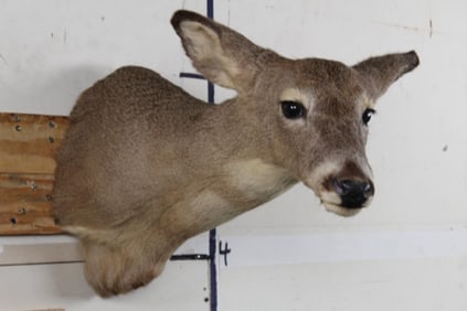 WHITETAIL DOE Shoulder Mount
