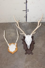 SIKA DEER Euro Mount Skull  and an AXIS DEER Rack with reproduction Skull Cap both on Plaques (ONE$)