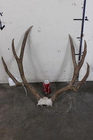 8-Point MULE DEER Antler Rack on a Skull Cap