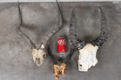 IMPALA, SPRINGBOK, and HARTEBEEST Horn on Skull Caps (ONE$)
