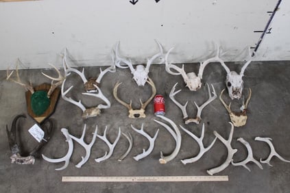 1 WHITETAIL Rack on a Plaque, 8 WHITETAIL Racks on Skull Caps, 1 PRONGHORN Skull Cap, 10 WHITETAIL