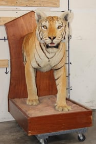 *TEXAS RESIDENTS ONLY* Beautiful Half Body TIGER on a Wooden Base