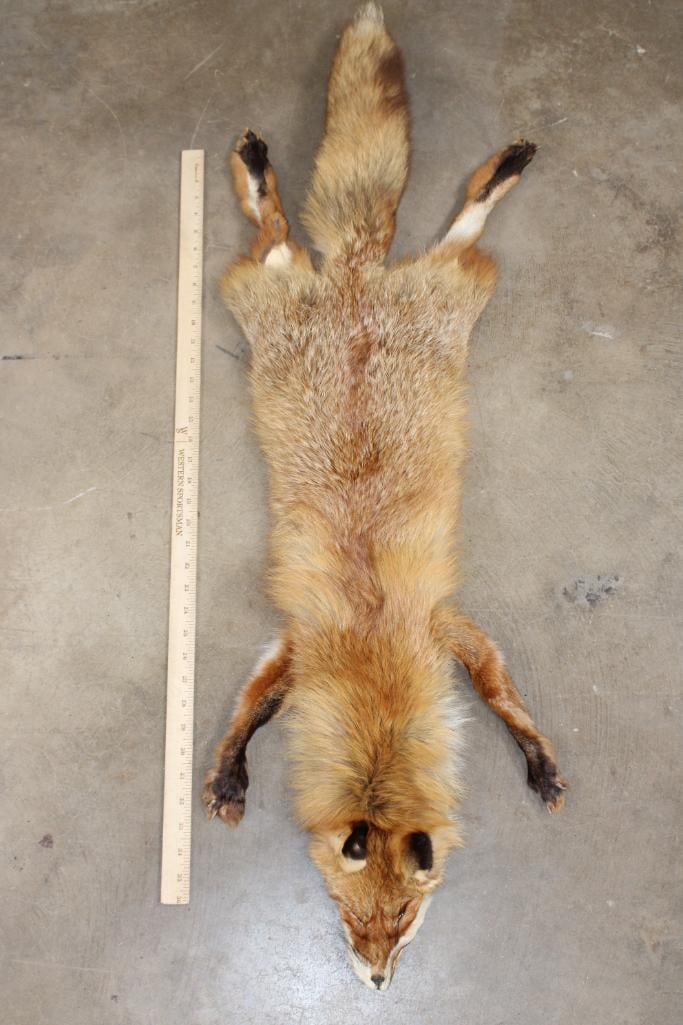 RED FOX Hide/Pelt with its Head and Paws (1 of 4)