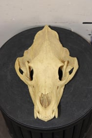 Reproduction BLACK BEAR Skull