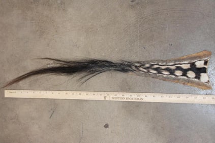 Nice ZEBRA TAIL