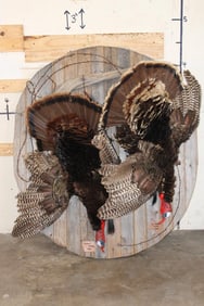 2 Life-sized "Dead" TURKEYS Mounted on a Big Circular Wooden Fence Wall Hanger