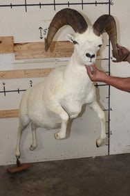 Big Life-sized DALL SHEEP RAM with No Base